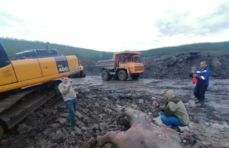 На Колыме вахтовики искали золото, а раскопали останки древнего носорога