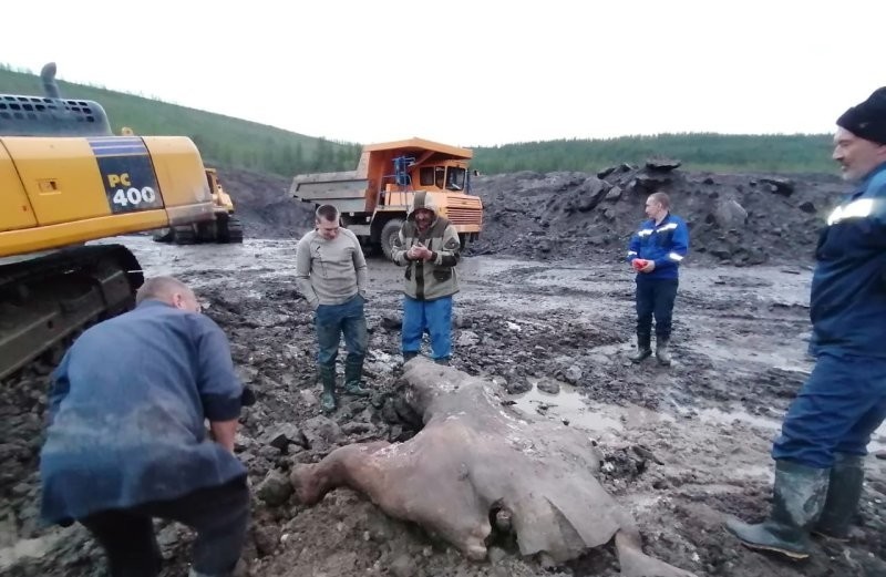 На Колыме вахтовики искали золото, а раскопали останки древнего носорога