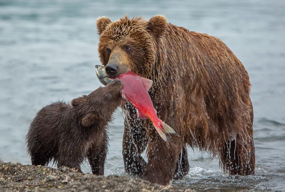 Почему рыбаки на Чукотке и Камчатке избавляются от тушек горбуши