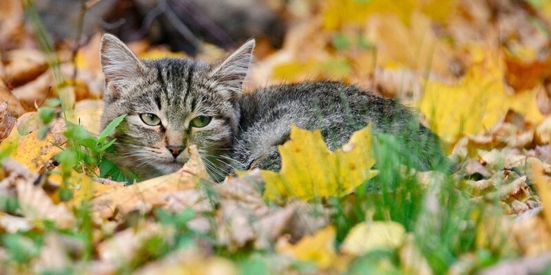 Нужен ли закон о безнадзорных животных в Москве?⁠⁠