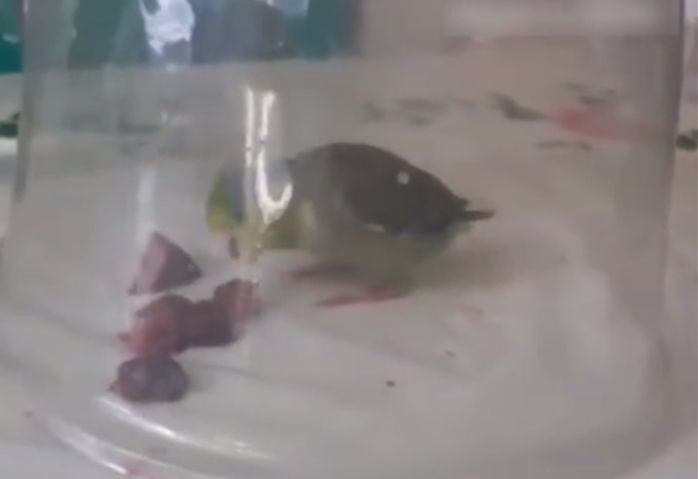 Купол, позволяющий попугайчику наслаждаться ягодами