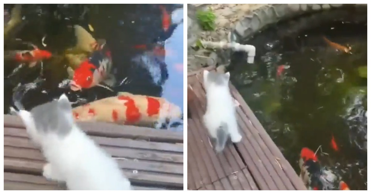 Юный охотник чуть не обрёк себя на бесславный конец