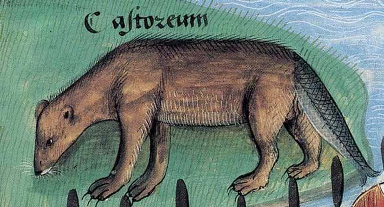 22. Бобр с рыбьим хвостом