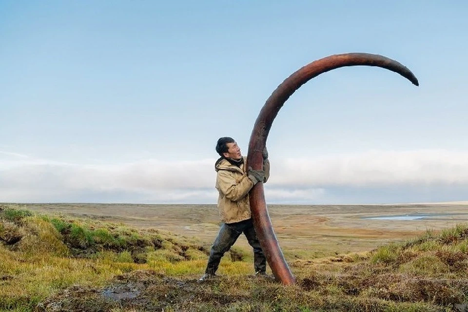 6. Процесс извлечения из грунта бивня мамонта