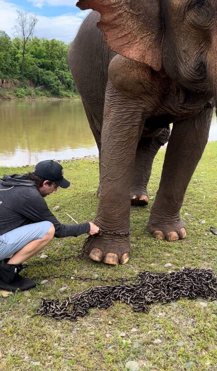 Слон, впервые за 41 год гуляющий без цепей, покорил сердца пользователей Интернета