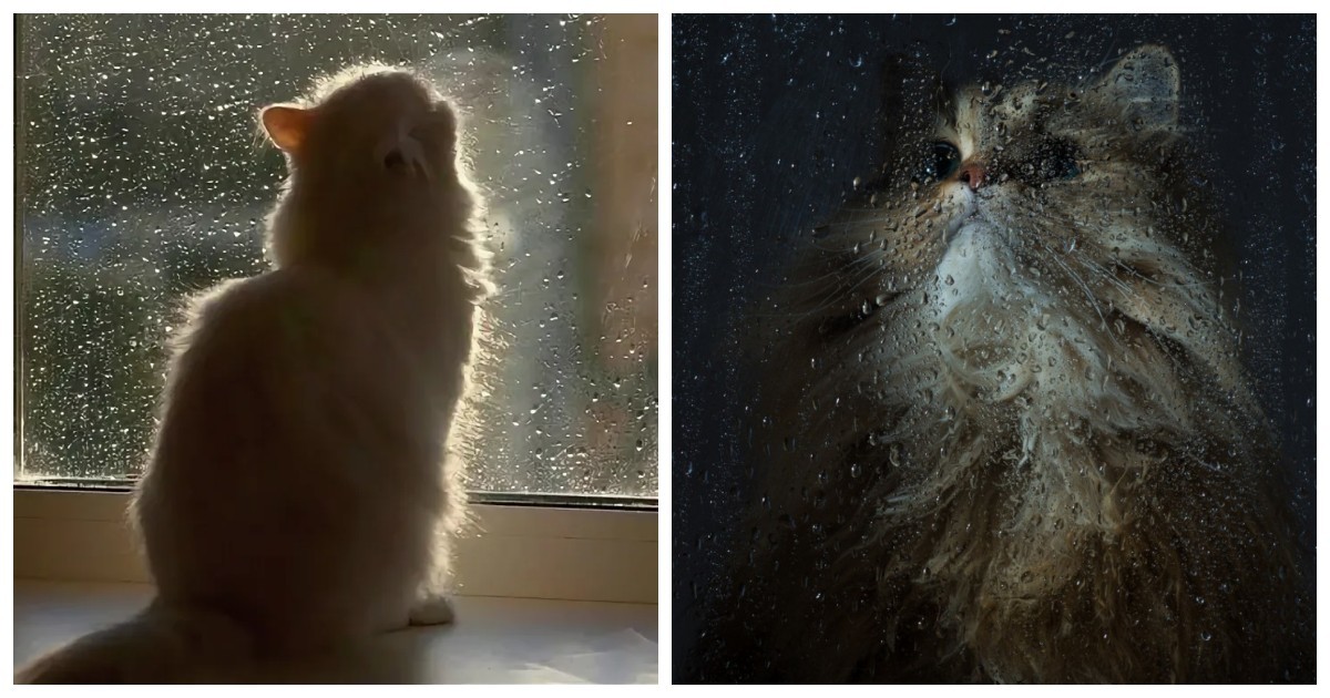 22 котика, решивших понаблюдать за дождливой осенней погодой и подарить миру душевные фотографии