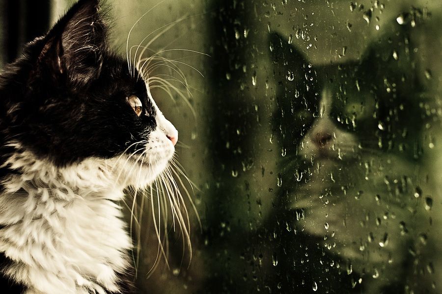 16. Смотрю на дождь, а вижу себя