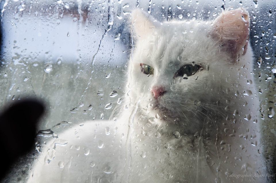 5. Я не хнычу - это просто дождь