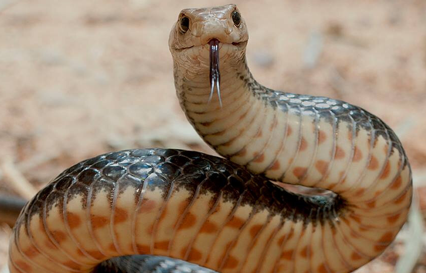 Восточная коричневая змея: вторая в мире по силе яда