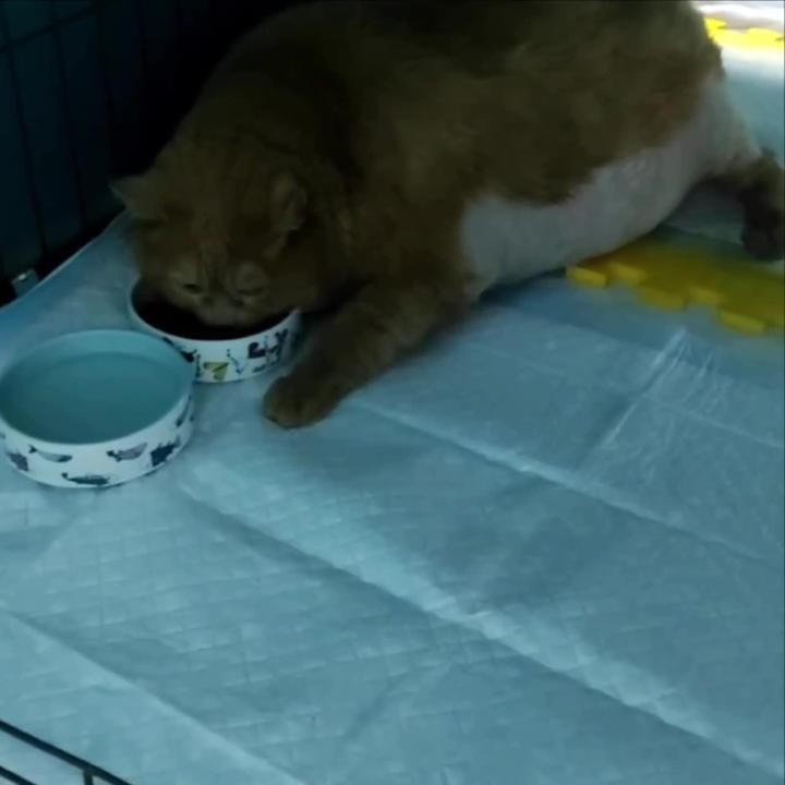 Кот крошик застрял в обувнице. Кот крошик застрял в обувнице