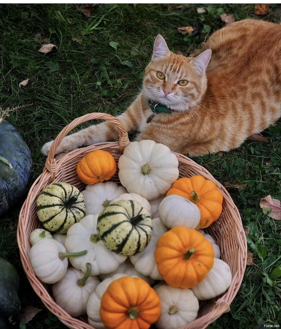 Кот тыква