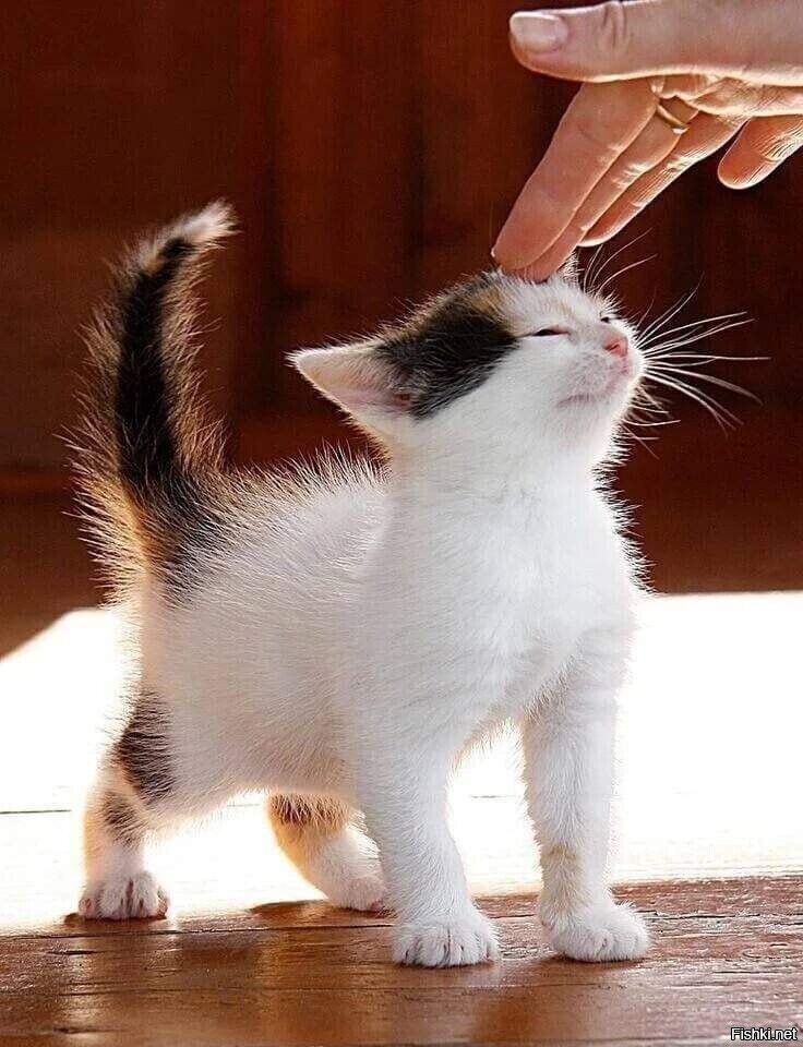 Что такое кошка