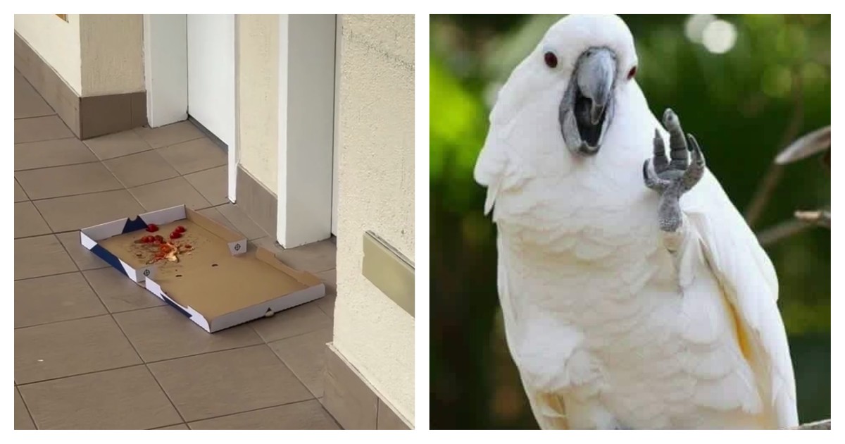 Когда заказал пиццу в Австралии