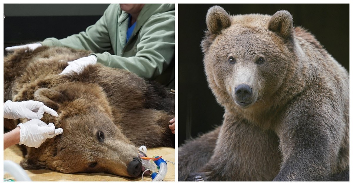 Медведю сделали операцию на мозге, чтобы предотвратить приступы судорог