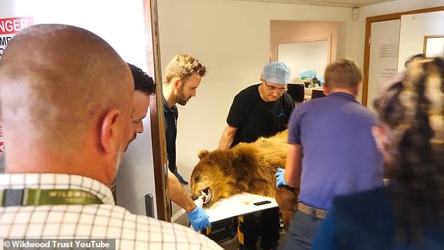 Медведю сделали операцию на мозге, чтобы предотвратить приступы судорог