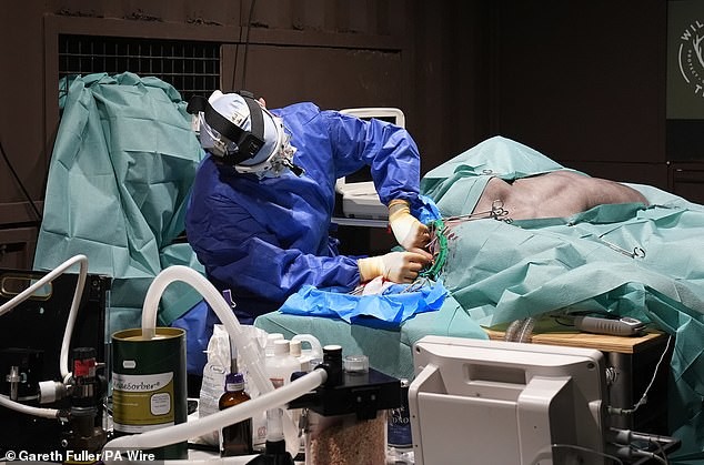 Медведю сделали операцию на мозге, чтобы предотвратить приступы судорог