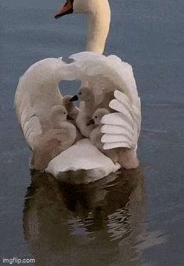 Просто гифки, всякие и&nbsp;разные