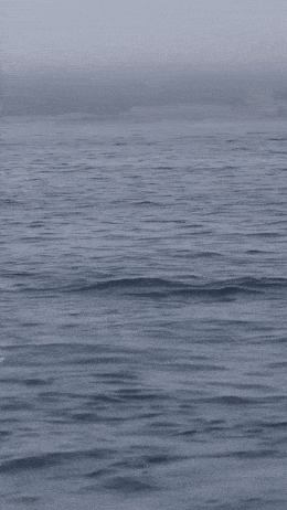 Куда вперед мамки