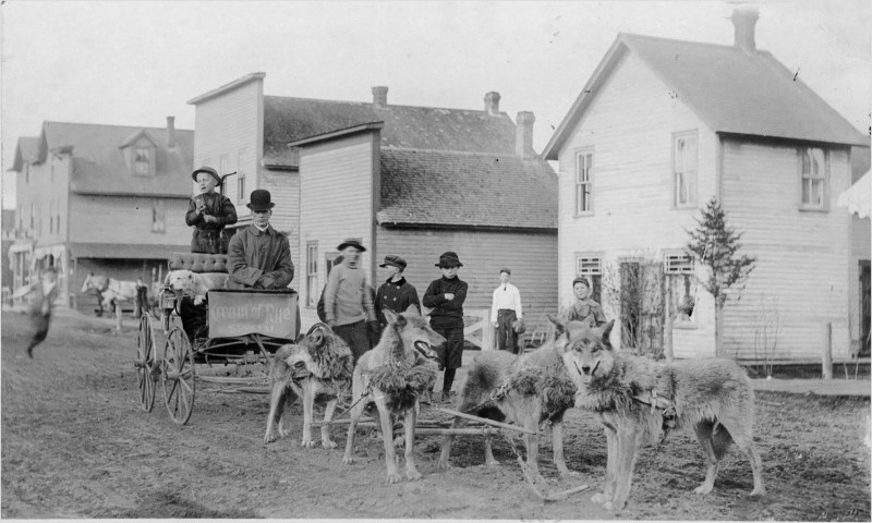 Ездовые волки, выращенные с щенков, запряжены в повозку. США, 1890-е годы