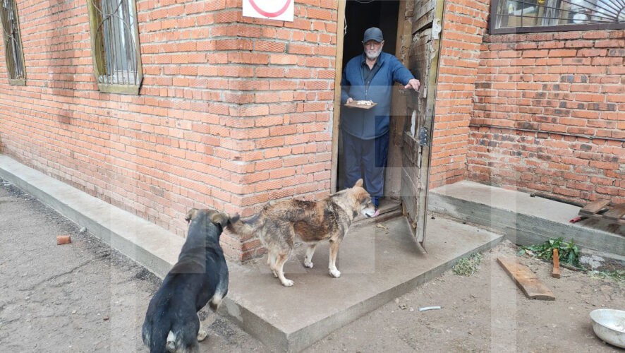 Свора собак растерзала женщину в Казани