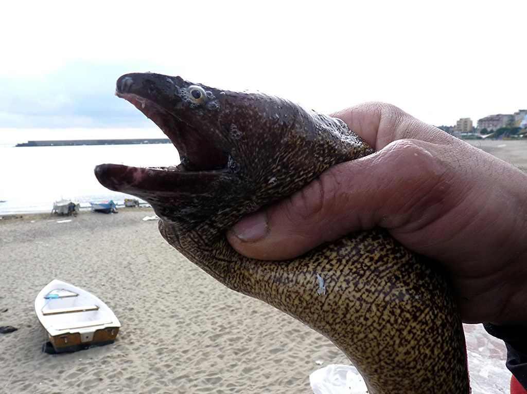 Европейская мурена: её укус заживает полгода