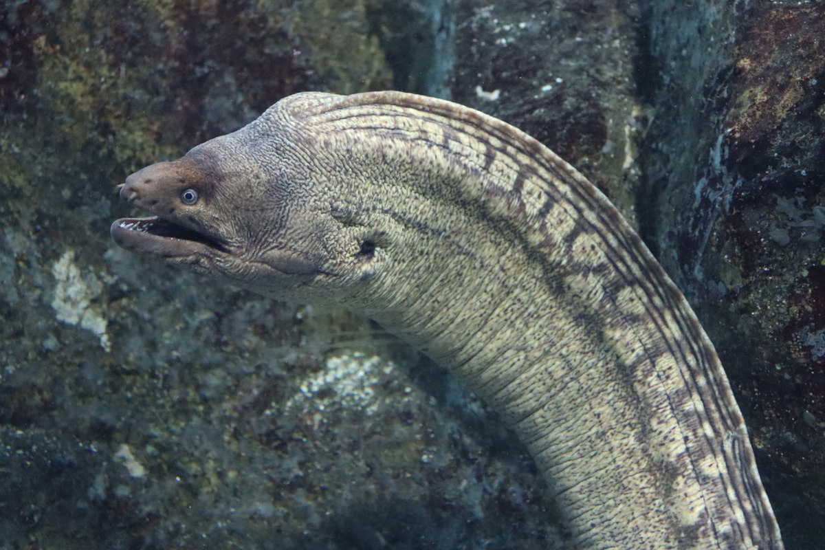 Европейская мурена: её укус заживает полгода