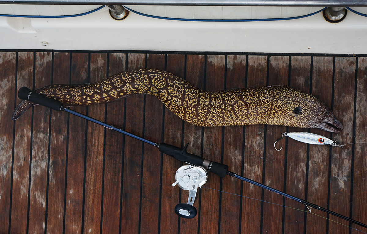 Европейская мурена: её укус заживает полгода