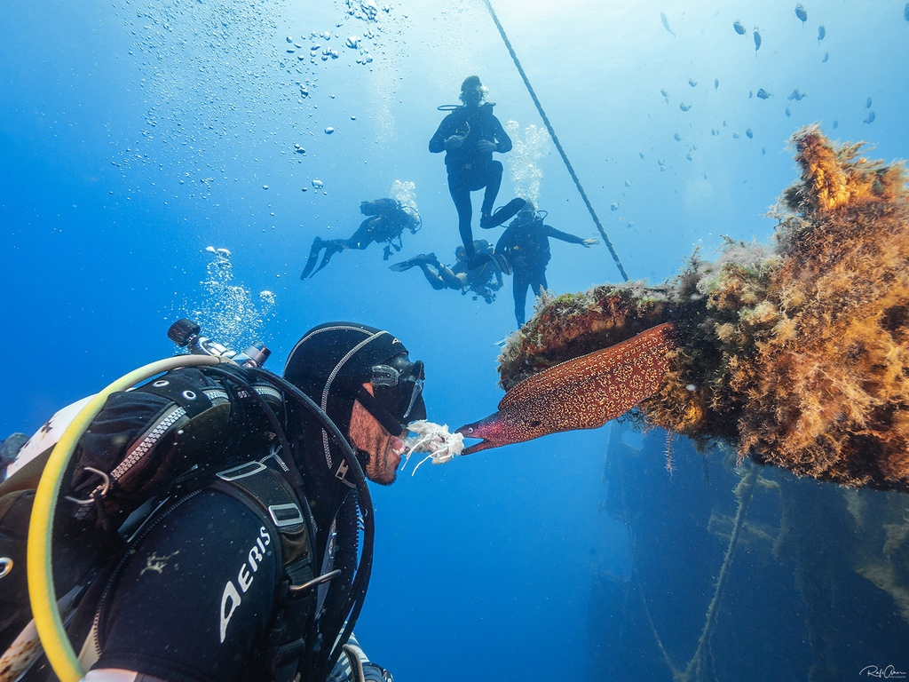 Европейская мурена: её укус заживает полгода