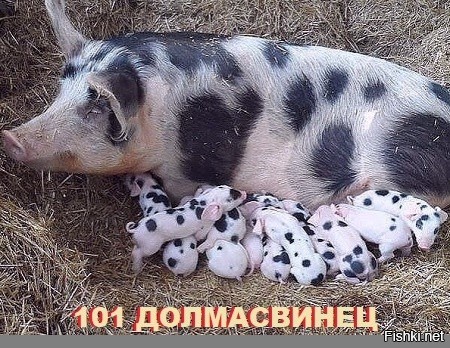 Ливенская порода свиней