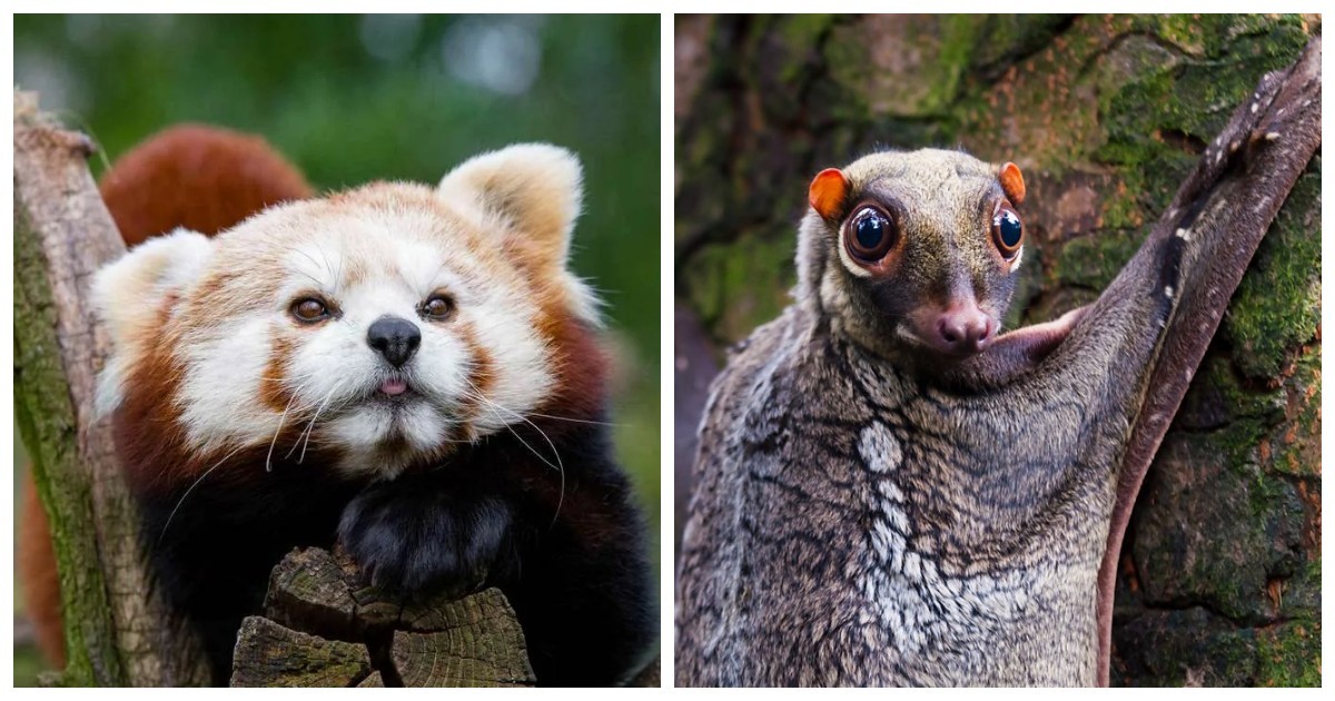 20 очаровательных животных из разных уголков земного шара