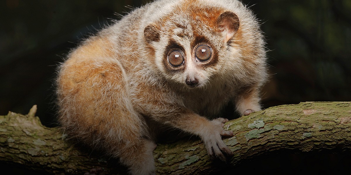 11. Медленный лори