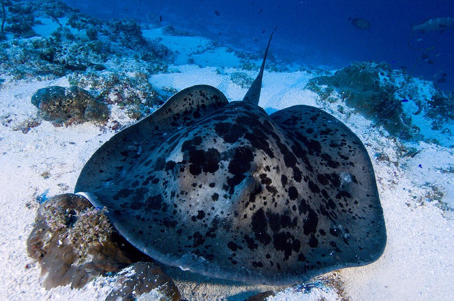 10. Скат тэниур