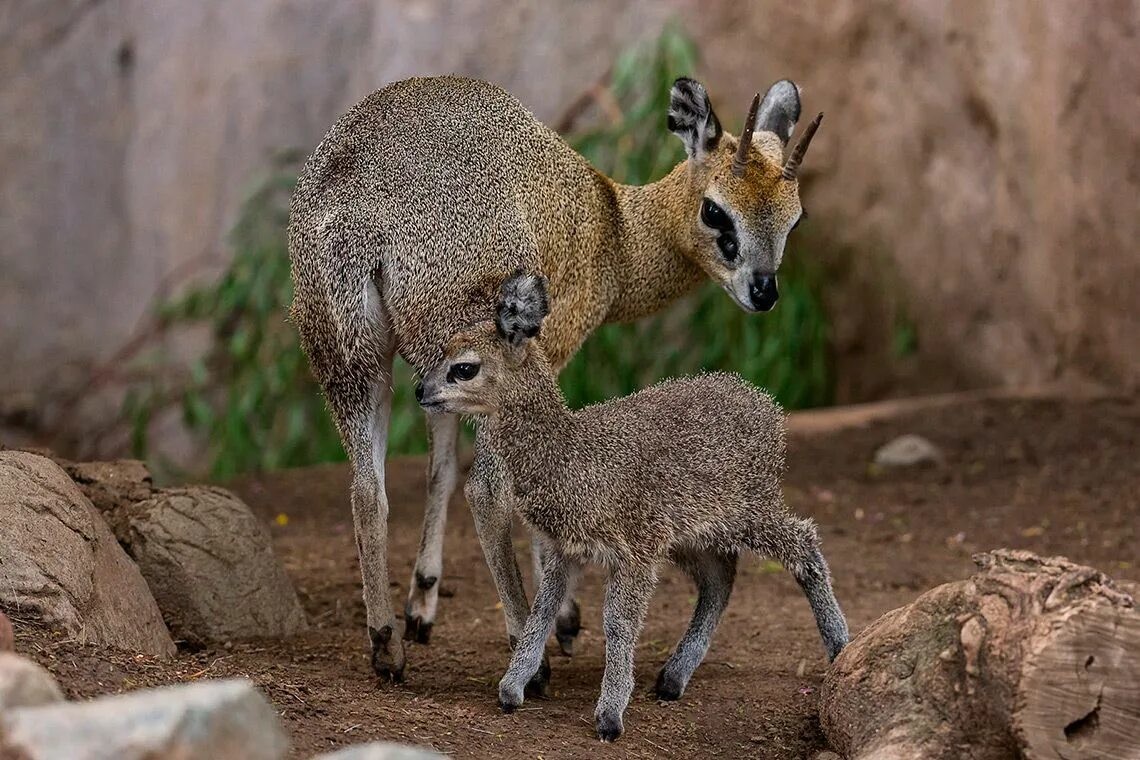 1. Антилопа-прыгун