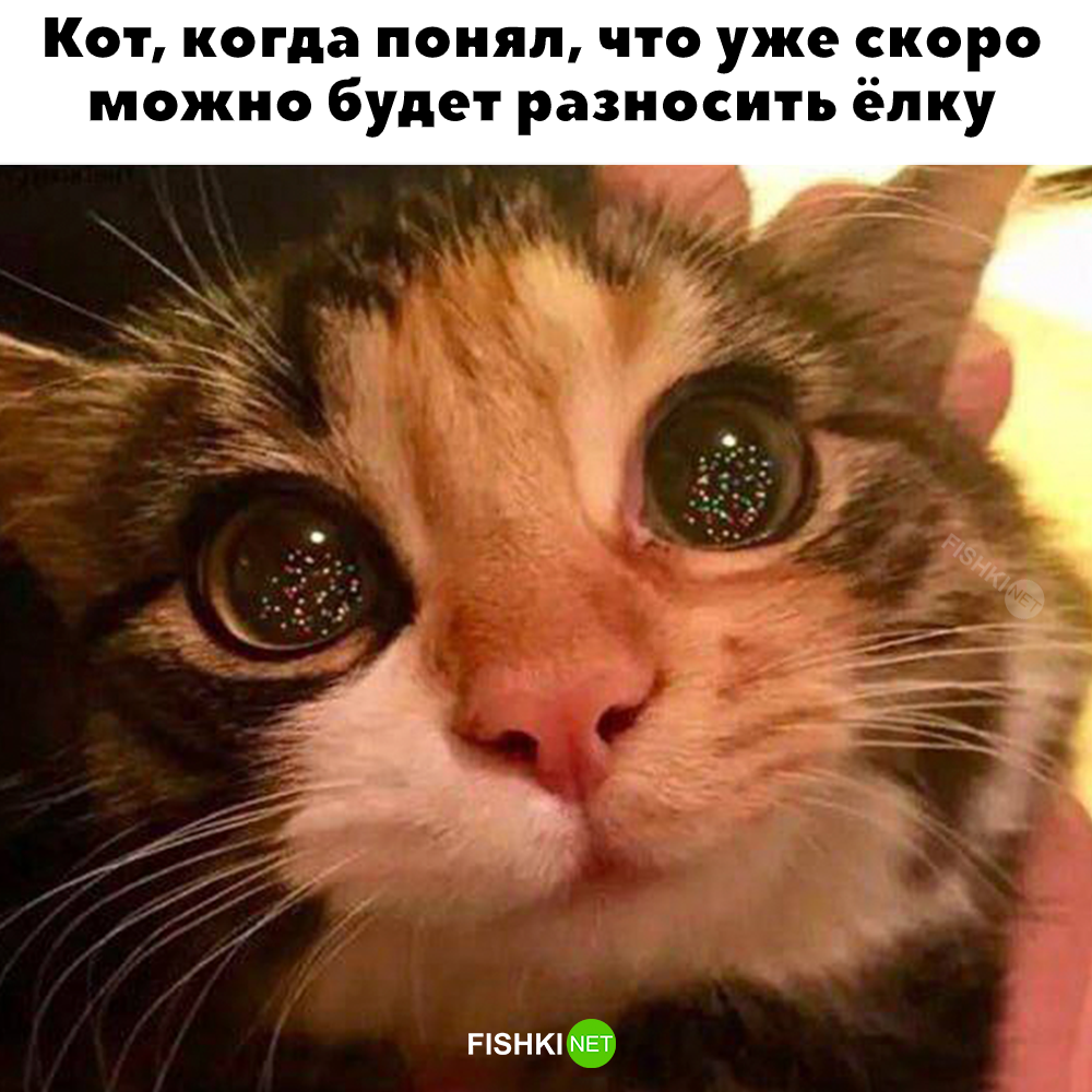 Встречаем Пятницу ! от Галка за 12 декабря 2024