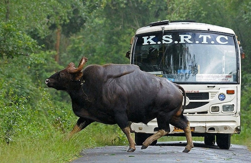 Подробный разбор всех видов настоящих быков