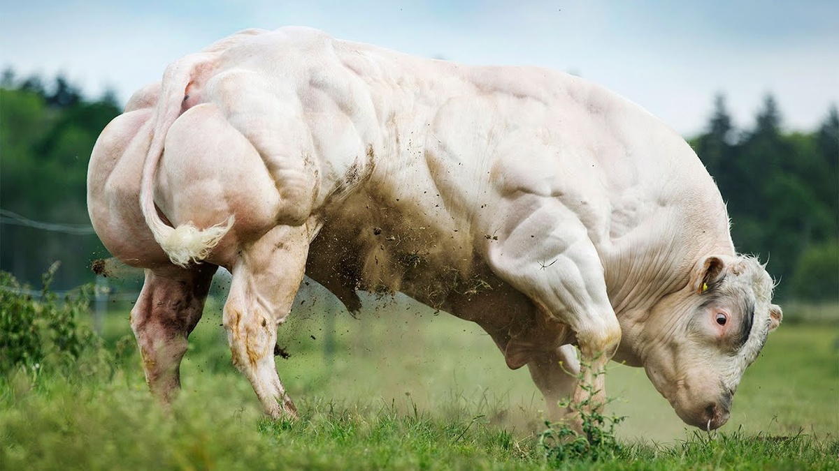 Подробный разбор всех видов настоящих быков