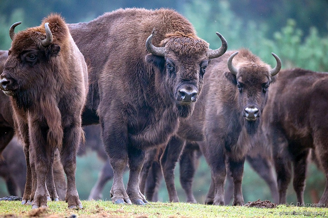 Подробный разбор всех видов настоящих быков