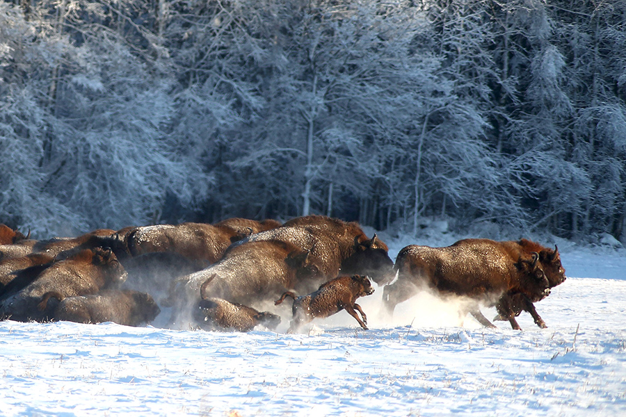 Подробный разбор всех видов настоящих быков