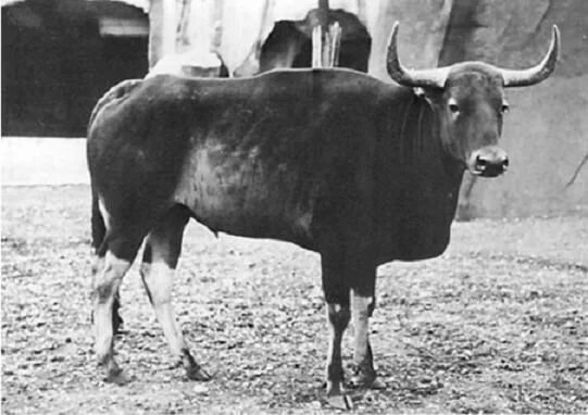 Подробный разбор всех видов настоящих быков