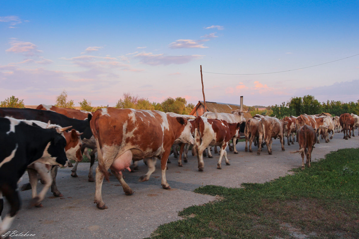 Подробный разбор всех видов настоящих быков