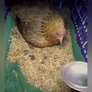 Просто гифки, всякие и разные Просто гифки, всякие и разные