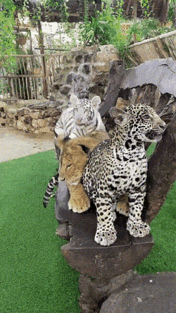 Просто гифки, всякие и&nbsp;разные