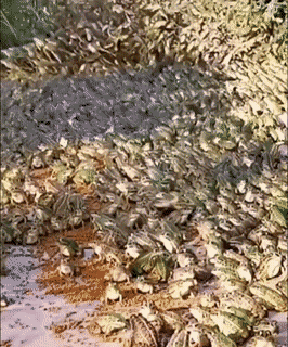 Просто гифки, всякие и разные Просто гифки, всякие и разные