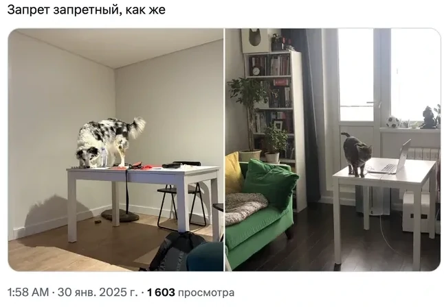 Пользователи показывают и рассказывают, как «отучить» кошек залезать на стол
