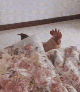 Просто гифки, всякие и&nbsp;разные