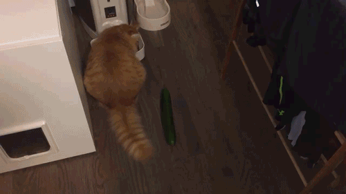 Просто гифки, всякие и&nbsp;разные