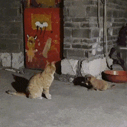 Просто гифки, всякие и&nbsp;разные