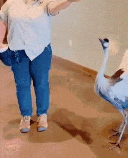 Просто гифки, всякие и&nbsp;разные