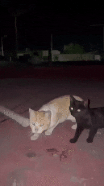 Просто гифки, всякие и&nbsp;разные