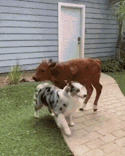 Просто гифки, всякие и&nbsp;разные